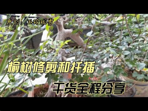 榆樹澆水|【榆樹照顧】榆樹養護秘訣大公開！從種植到開花，全方位照顧指。